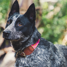 Load image into Gallery viewer, M - Collar & Leash