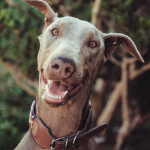 Load image into Gallery viewer, L - Collar & Leash