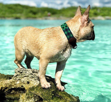 Load image into Gallery viewer, XL - Collar & Leash