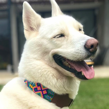 Load image into Gallery viewer, L - Collar & Leash