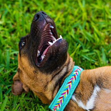 Load image into Gallery viewer, XL - Collar & Leash