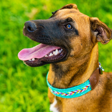 Load image into Gallery viewer, XL - Collar & Leash