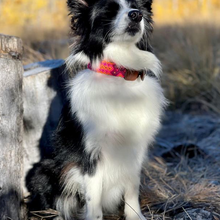 Load image into Gallery viewer, XL - Collar & Leash