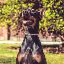 Load image into Gallery viewer, M - Collar & Leash