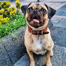 Load image into Gallery viewer, S - Collar & Leash