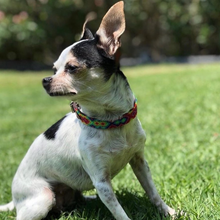Load image into Gallery viewer, XXS - Collar & Leash