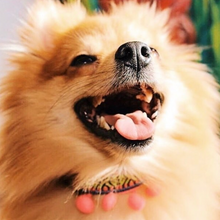 Load image into Gallery viewer, XXS - Collar & Leash